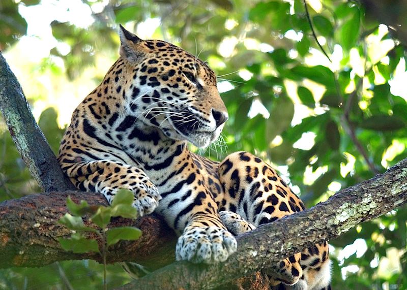 Jaguar