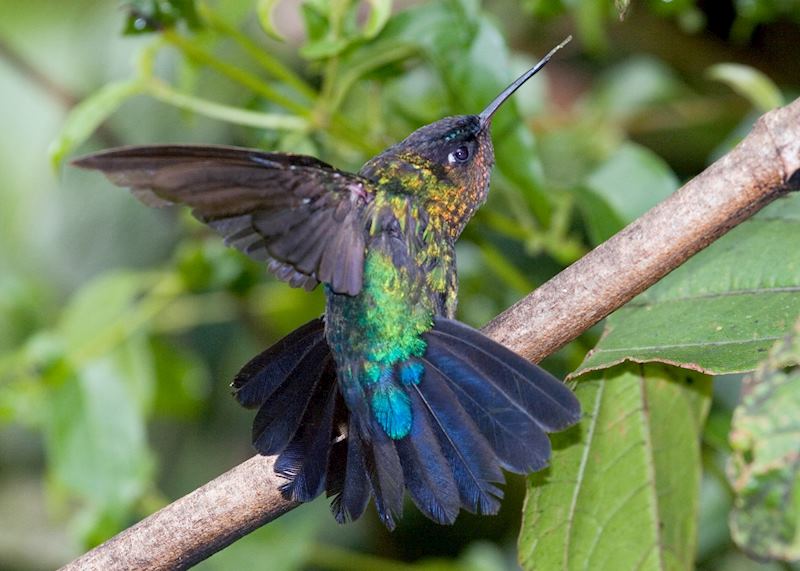 Hummingbird, San Ramón