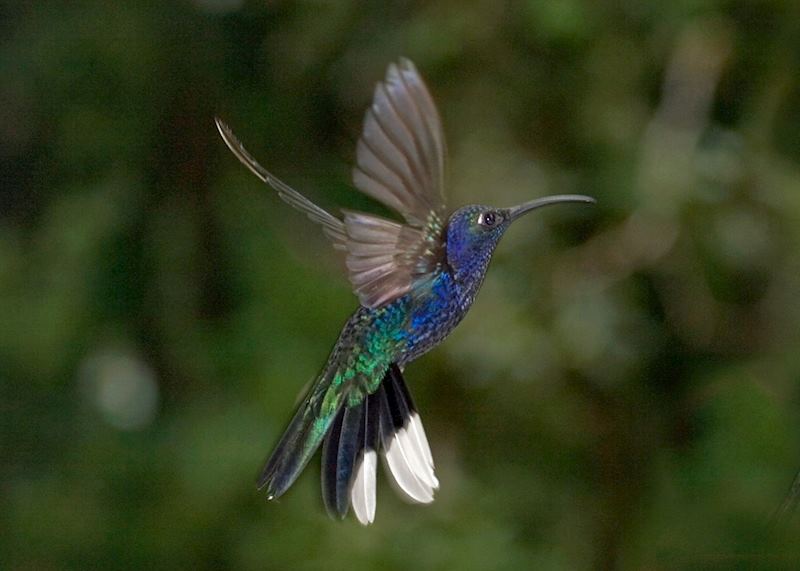 Hummingbird, Costa Rica