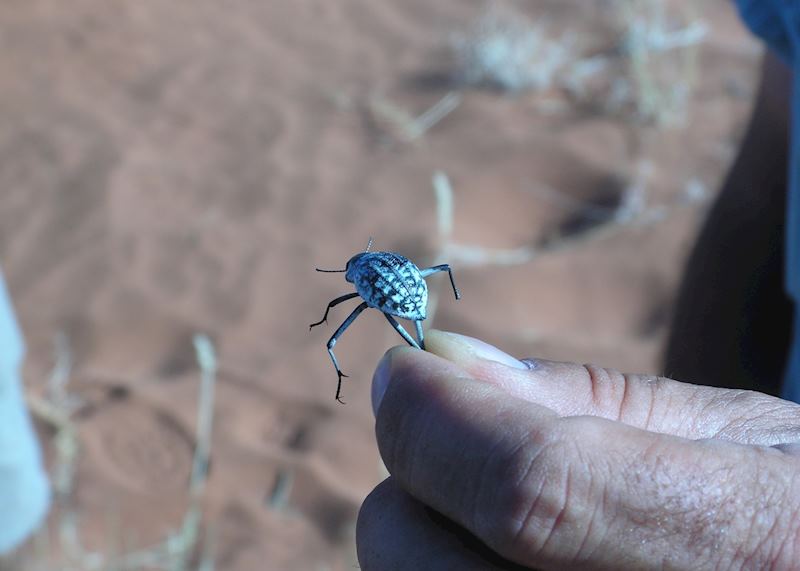 Tok Tokkie Beetle, Tok Tokkie Trails, NamibRand Nature Reserve