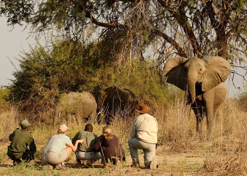 Walking Safari, South Luangwa National Park
