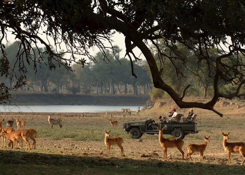 Puku, Game Drive, South Luangwa National Park