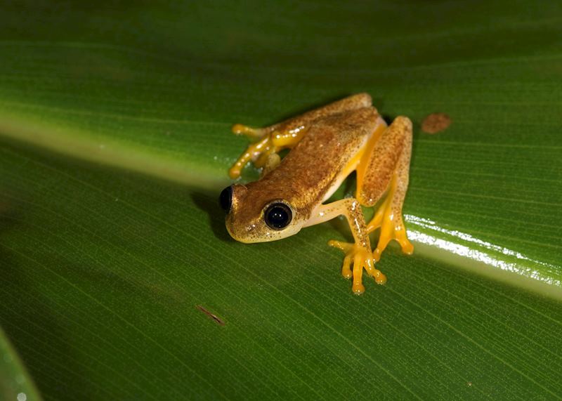 Frog, Andasibe-Mantadia National Park, Madagascar
