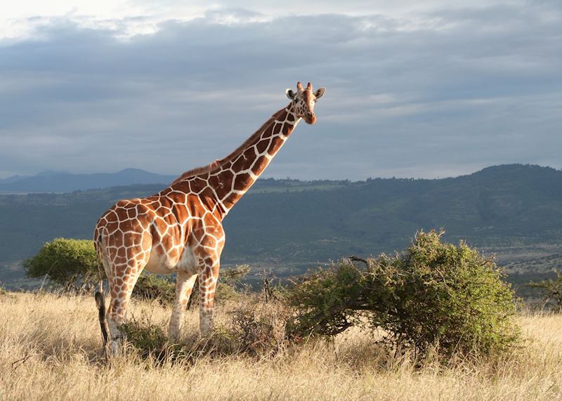 Reticulated giraffe, Lewa Wilderness Conservancy