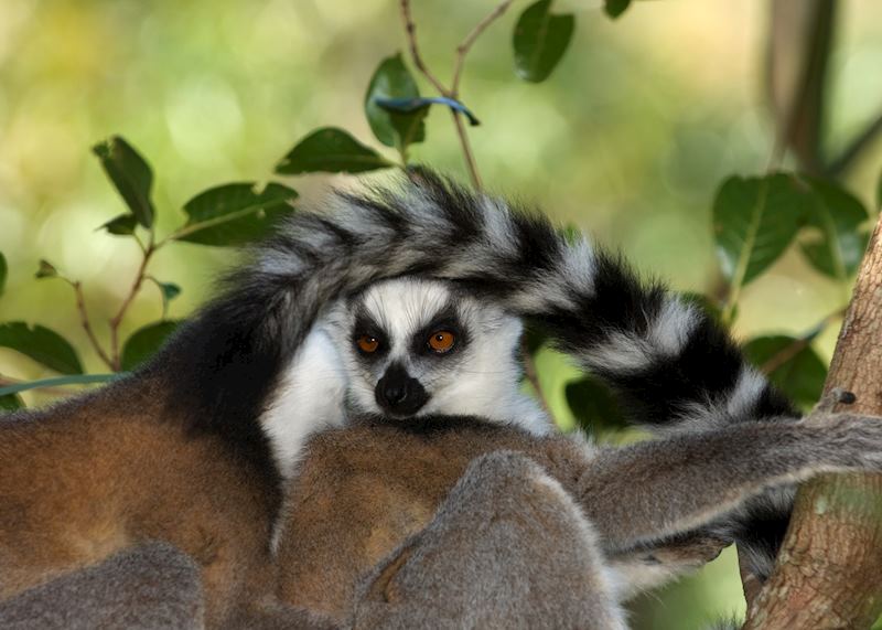 Ringtaile lemur, Isalo National Park, Madagascar