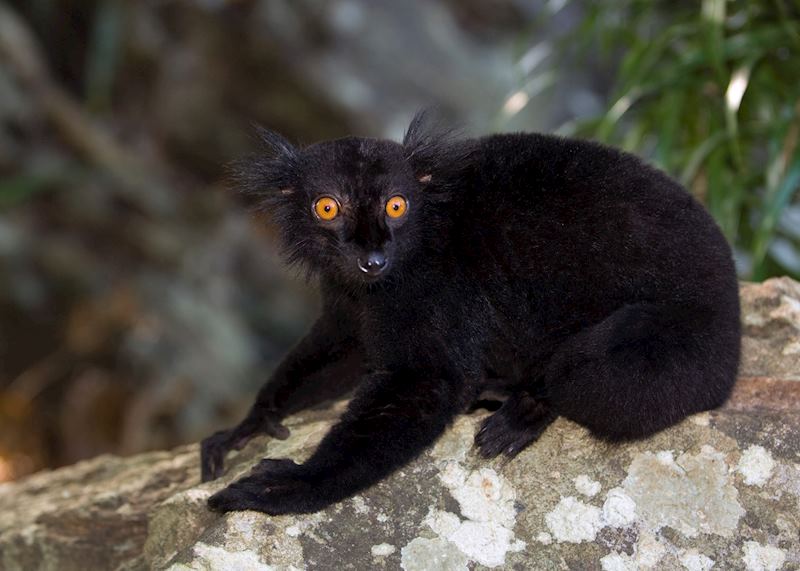 Black lemur, Nosy Komba, Madagascar
