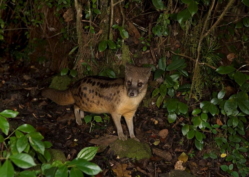 Civet, Ranomafana National Park, Madagascar