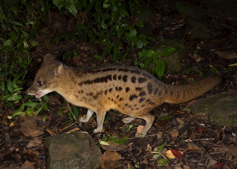 Civet, Ranomafana National Park, Madagascar