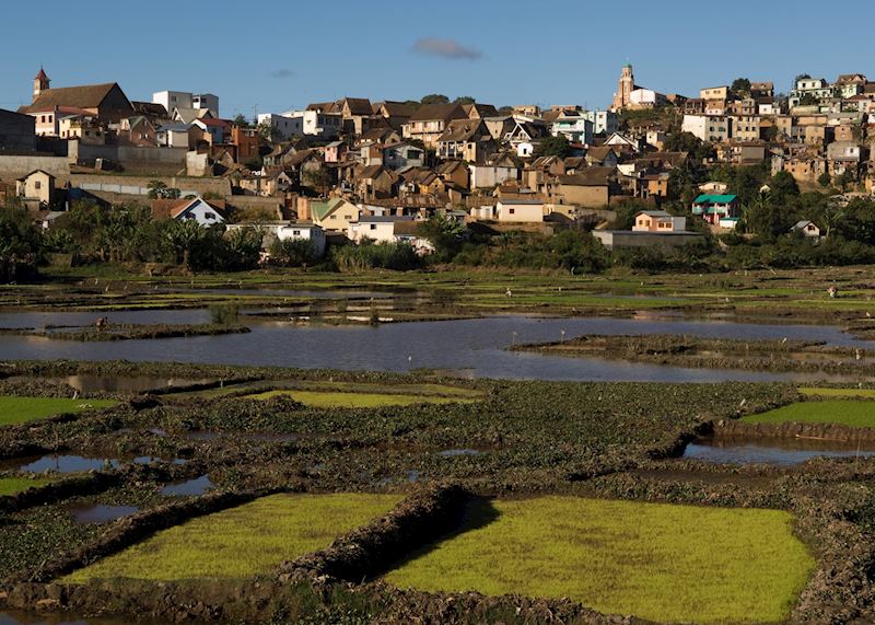 Rice paddies, Antananarivo, Madagascar