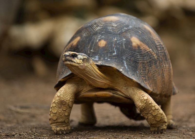 Tortoise, Madagascar