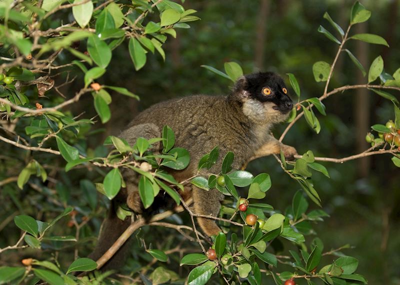 Brown lemur, Andasibe-Mantadia National Park, Madagascar