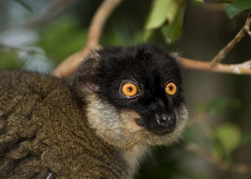 Brown lemur, Andasibe-Mantadia National Park