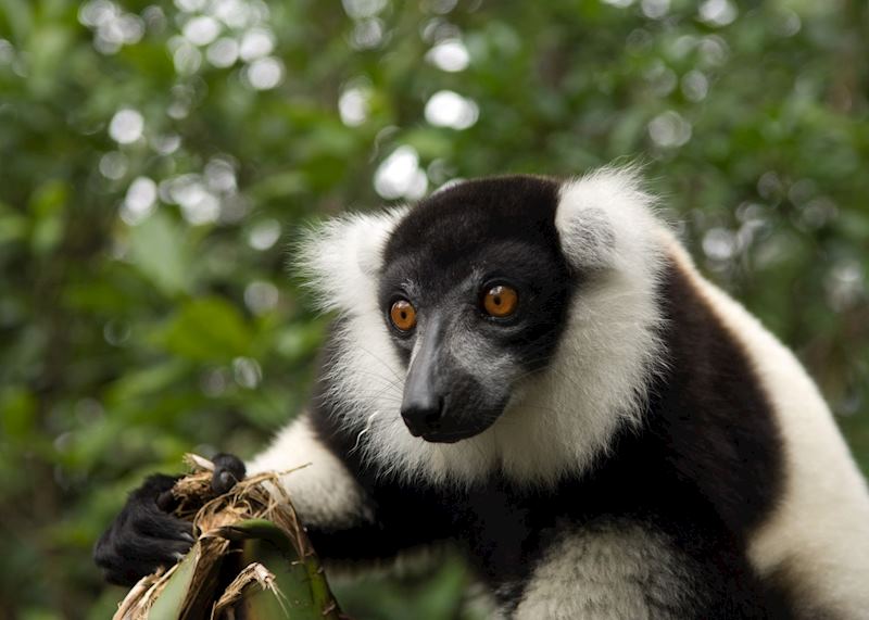 Black and white ruffed lemur, Madagascar