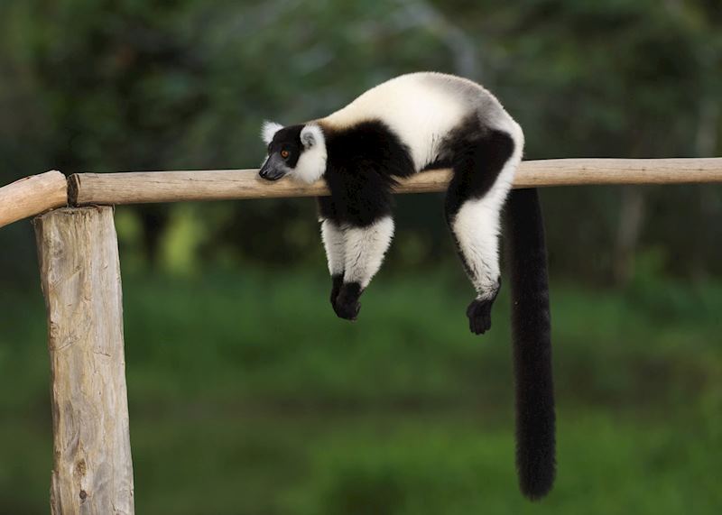 'Just resting', ruffed lemur, Madagascar