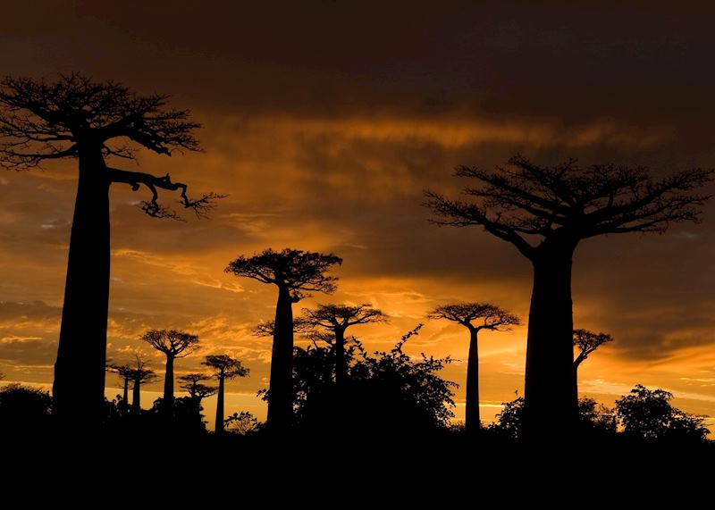 Avenue of the Baobabs, Morondava