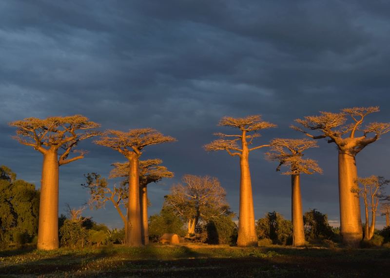 Avenue of the Baobabs, Morondava