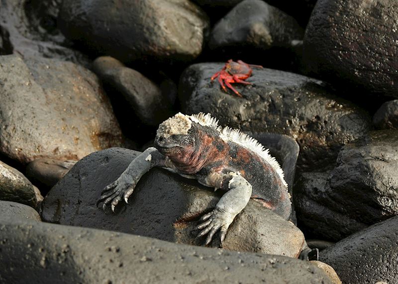 Galapagos Islands, Ecuador