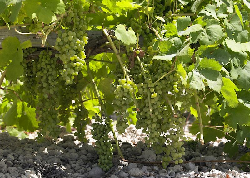 Colchagua wine region, Chile
