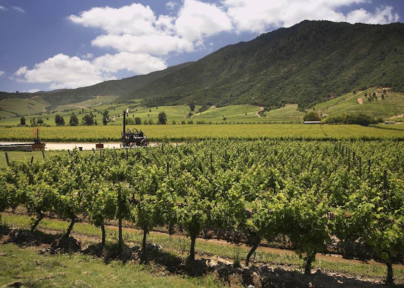 Colchagua wine region, Chile