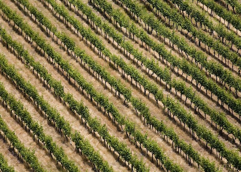 Colchagua wine region, Chile