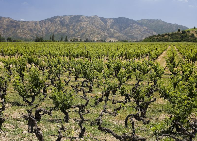Colchagua wine region, Chile