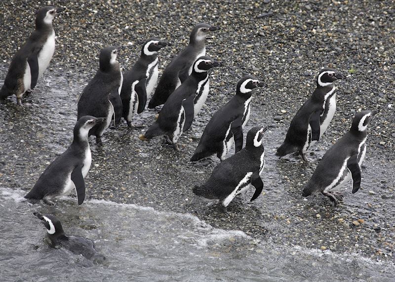 The Beagle Channel, Ushuaia