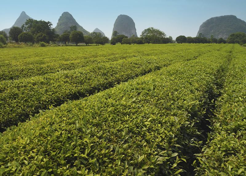 Tea plantation Guilin, China