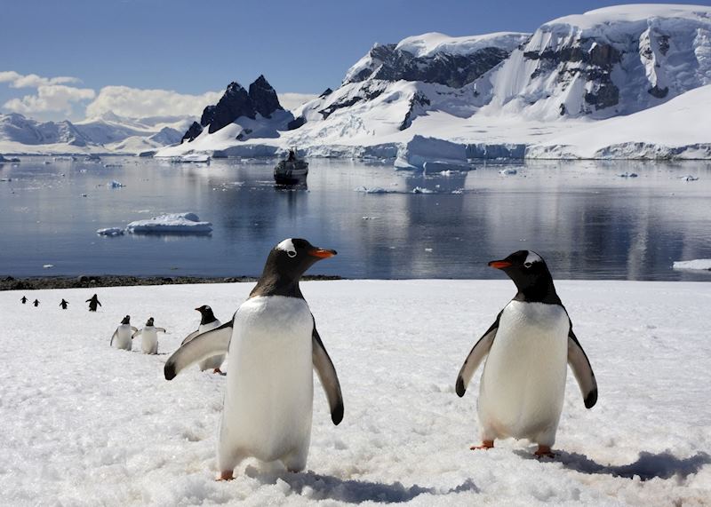 Gentoo penguins, Antarctica