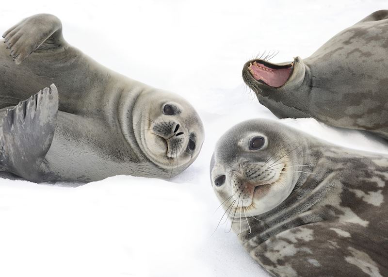 Weddell seals, Antarctica