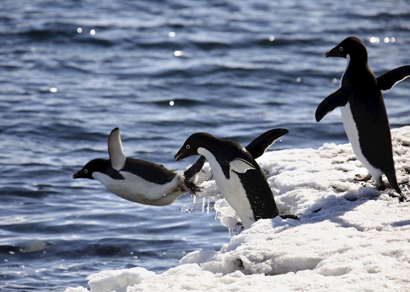 Adelie penguins, Antarctica