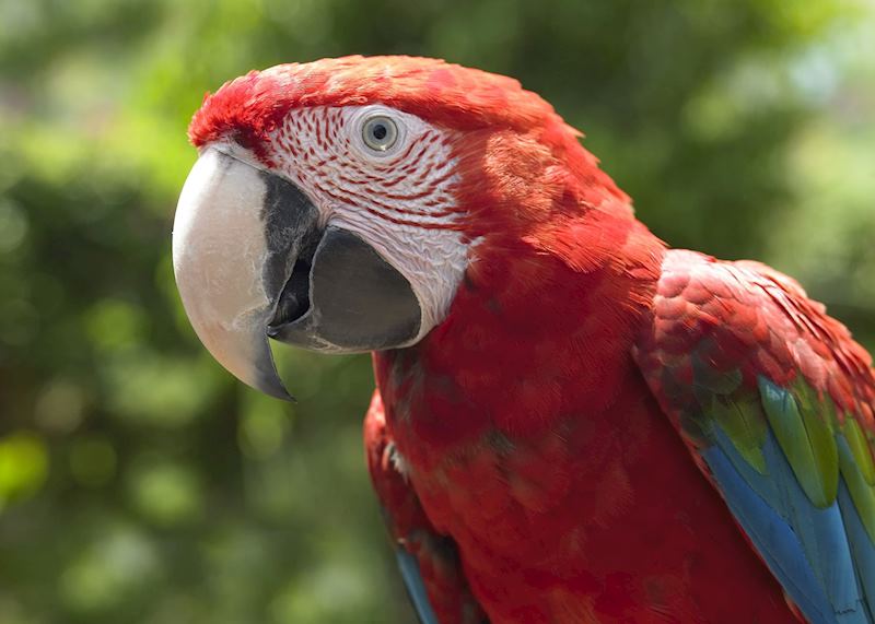 Macaw, Brazil