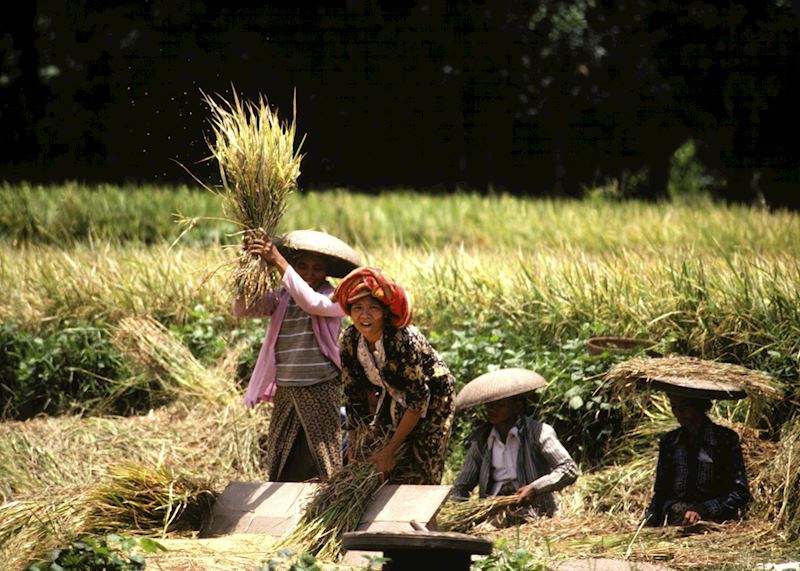 Harvesting in the paddy fields, Bali, Indonesia
