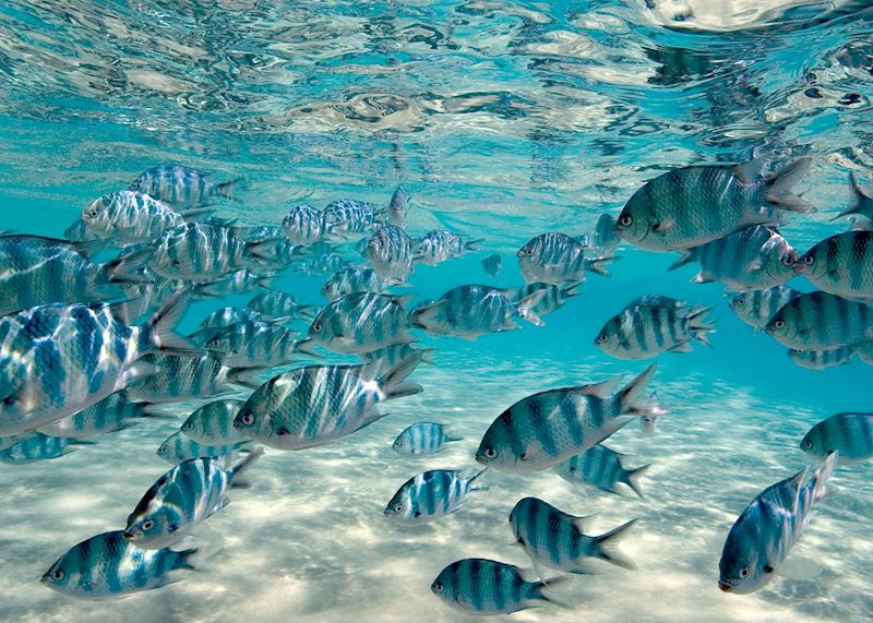 Snorkelling on Aitutaki, Cook Islands