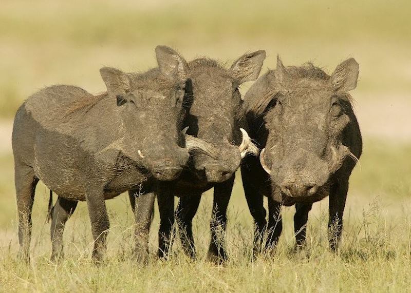 Warthog in the Ngorongoro Crater