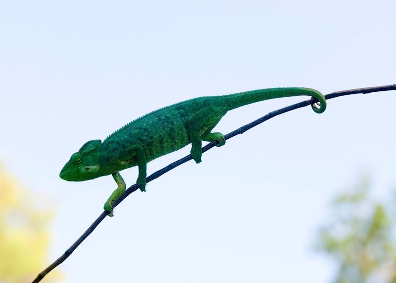 Oustalet's chameleon, Madagascar