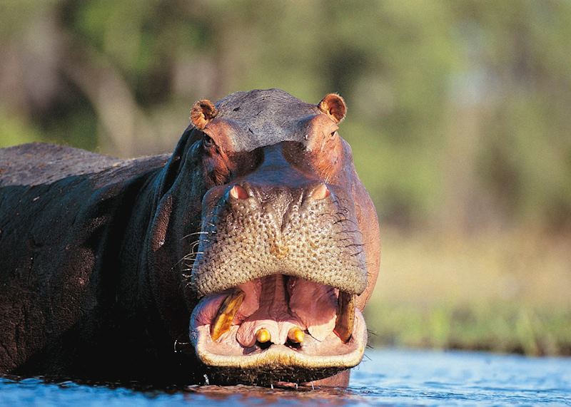 Hippo, Zambia