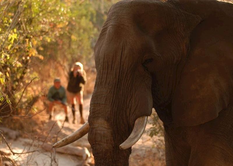 Walking safari in the Selous