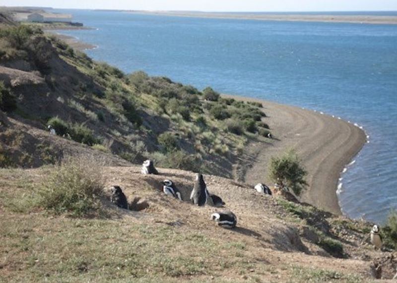 Penguins at Península Valdés
