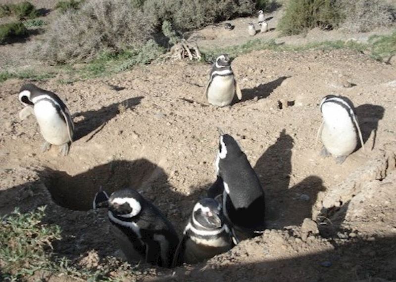 Penguins at Península Valdés