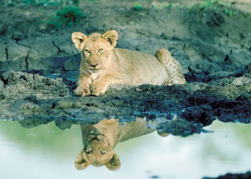 Lion Cub, South Africa