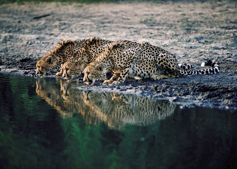 Cheetah drinking in The Sabi Sand Wildtuin, South Africa