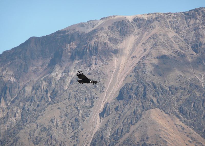 Andean Condon soaring above the Colca Canyon