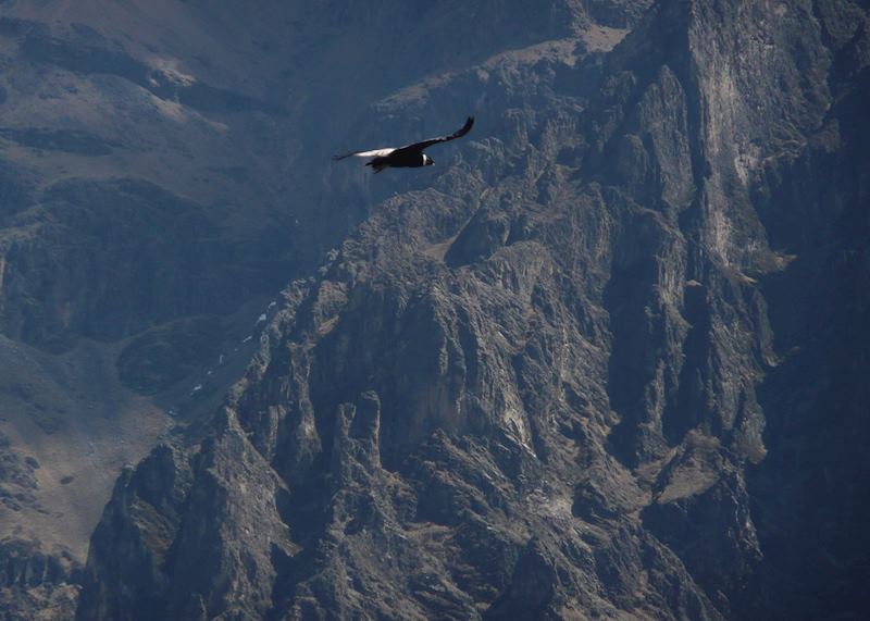 Andean Condon soaring above the Colca Canyon