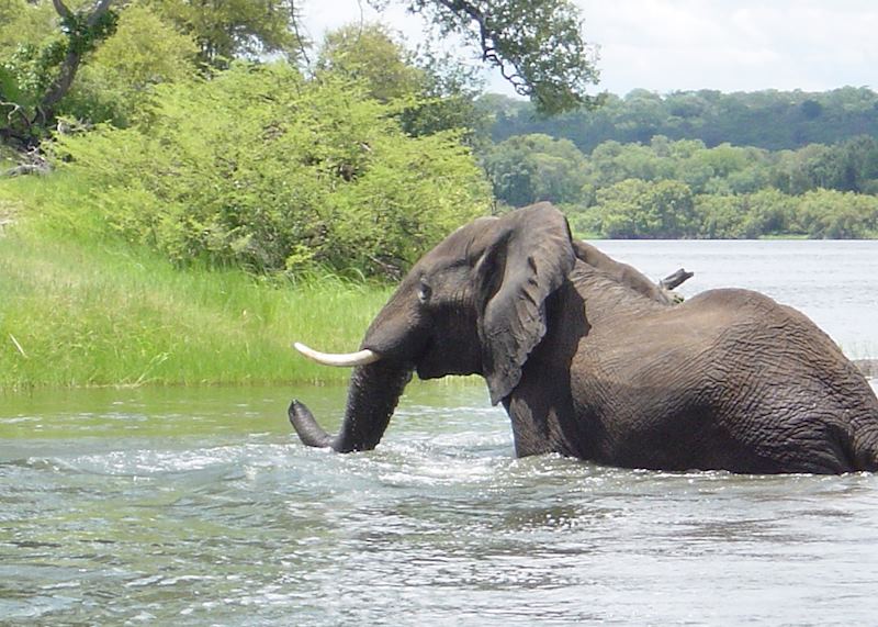 Elephant in the Zambezi River