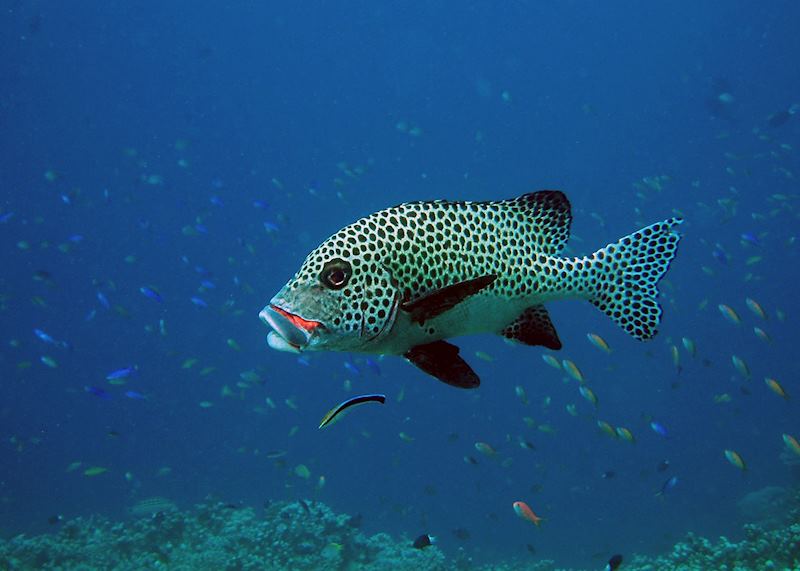 Harlequin sweetlips fish, Sipadan-Mabul, Malaysian Borneo
