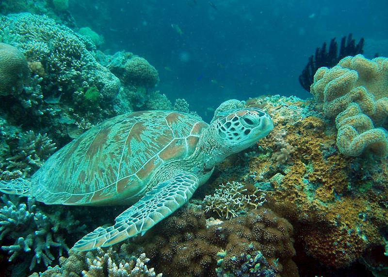 Turtle, Sipadan-Mabul, Malaysian Borneo