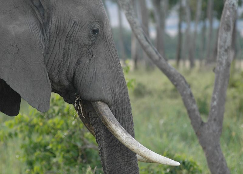 Elephant in the Ngorongoro Crater