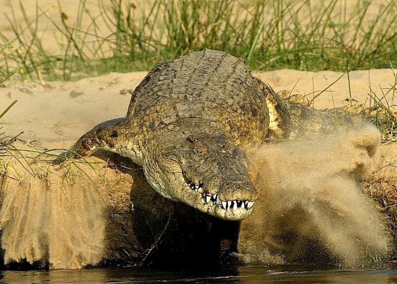 Crocodile on the banks of the Zambezi