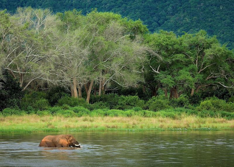 Elephant in the Zambezi River