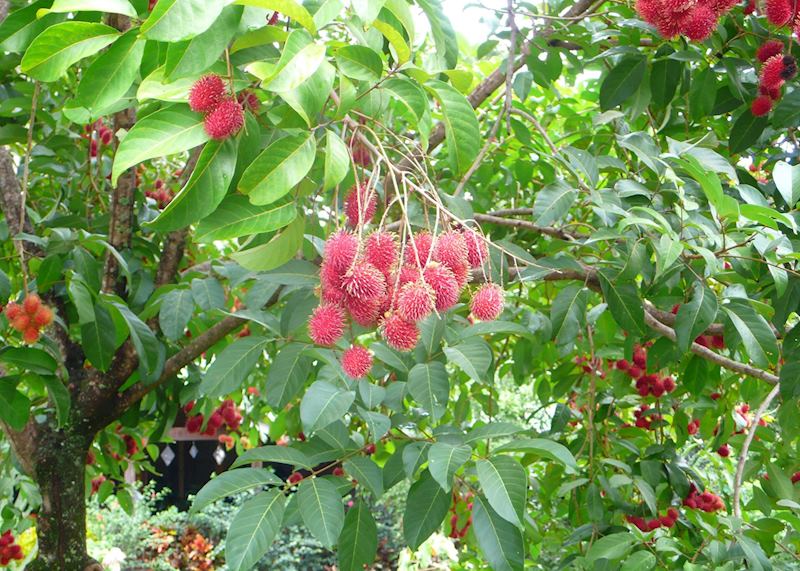 Fruit trees in La Ceiba